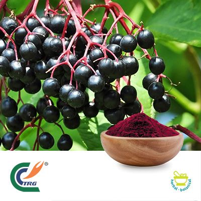 Elderberry Extract 10:1 by Hanzhong TRG