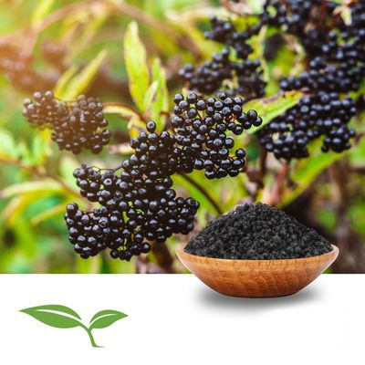 Elderberry (Whole, Organic) by American Botanicals