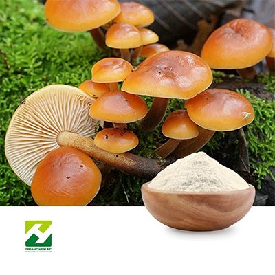 Enoki Mushroom Powder by Organic Herb Inc