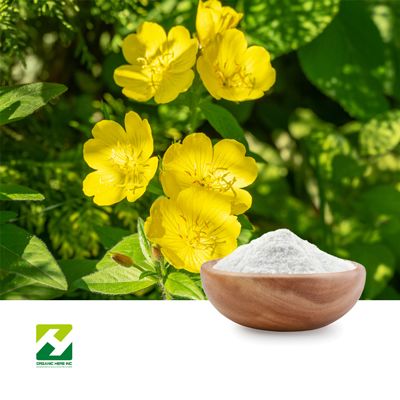 Evening Primrose Extract 30:1 by Organic Herb Inc