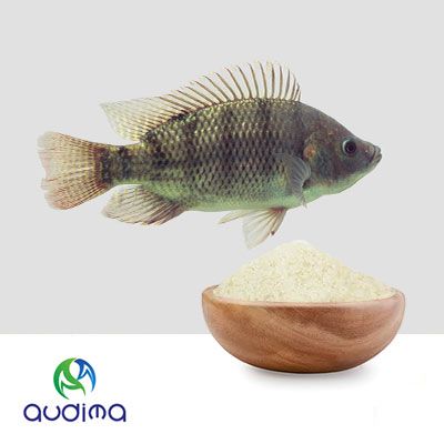 Fish Gelatin for Softgel(F250) by Guangdong Audima