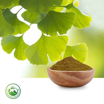 Ginkgo Biloba Powder by Xi'an Herbs Valley