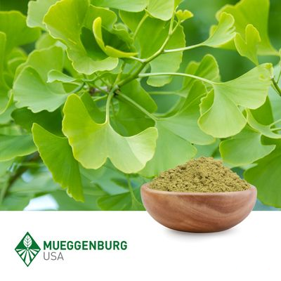 Ginkgo Biloba Leaf, Powder by Mueggenburg USA