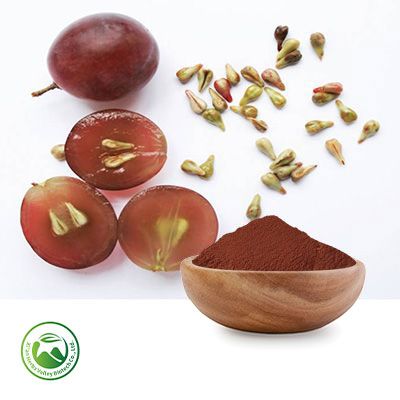 Grape Seed Extract Procyanidine (Proanthocyanidins)≥20% (10:1) by Xi'an Herbs Valley