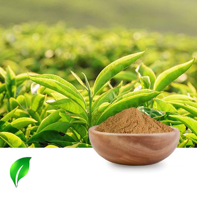 Green Tea Extract 20% L-Theanine HPLC by Changsha Sunnycare