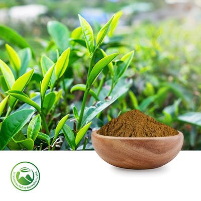 Green Tea Extract 50% Tea Polyphenols by Xi'an Herbs Valley