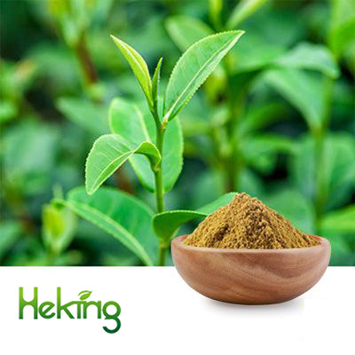 Green tea extract 60% Polyphenol by Heking