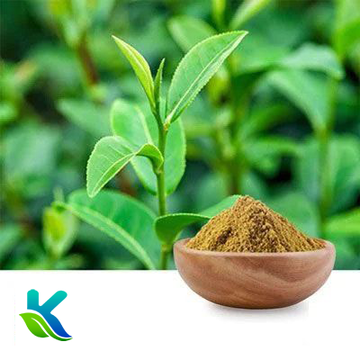 Green Tea Extract 60% Tea polyphenols by Hunan Naturext