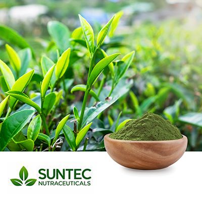 Green Tea Powder  by Suntec Nutraceuticals