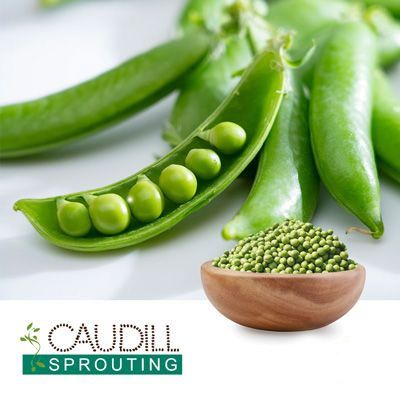 Green Pea Seeds by Caudill Sprouting