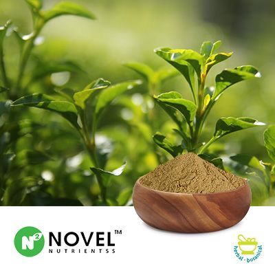 Bulk Green Tea Extract 75% Total Polyphenols | Ingredients Online
