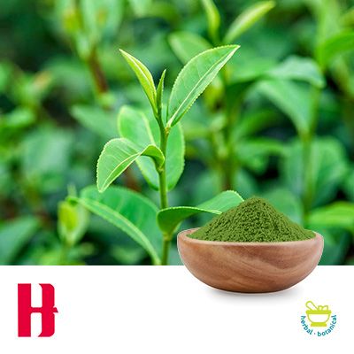 Green Tea Extract 50% Polyphenols UV, EGCG≥15%,Catechins≥30% by Jiangxi H&K Food