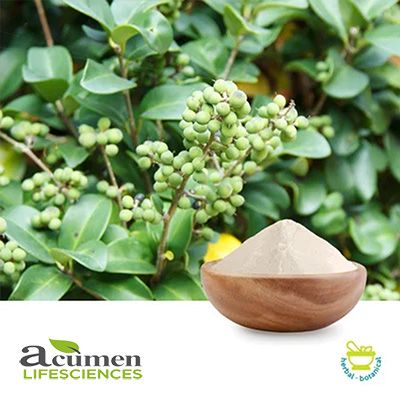 Guggul Extract 10% Guggulsterones UV by Acumen Lifesciences