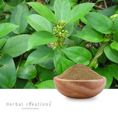 Gymnema sylvestre Extract 75% Gymnemic acids By Gravimetry by Herbal Creations