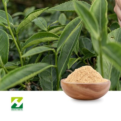 Gymnema Sylvestre Extract 10:1 by Organic Herb Inc