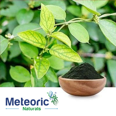 Gymnema Extract 25% Gravimetry by Meteoric Naturals