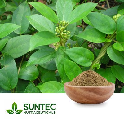 Gymnema Sylvestre Extract 10:1 by Suntec Nutraceuticals