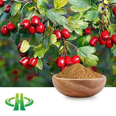 Hawthorn Berry Extract 10:1 by Shandong Zhongmin