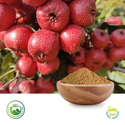 Hawthorn Berry Extract 10:1 by Xi'an Herbs Valley