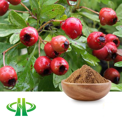 Hawthorn Berry Extract 4:1 by Shandong Zhongmin