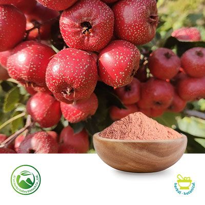 Hawthorn Berry Powder by Xi'an Herbs Valley