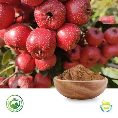 Hawthorn Berry Spray Dried Powder by Xi'an Herbs Valley