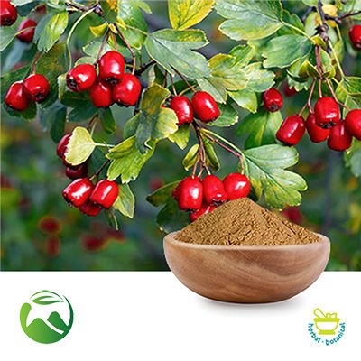 Hawthorn Berry Extract 10:1 by Xi'an Herbs Valley