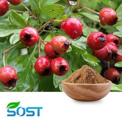 Hawthorn Extract 10:1 by SOST
