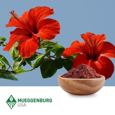 Hibiscus Flower, Powder by Mueggenburg USA