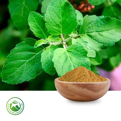 Holy Basil Extract 10:1 by Xi'an Herbs Valley