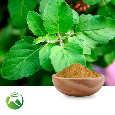 Holy Basil Extract 10:1 by Xi'an Herbs Valley