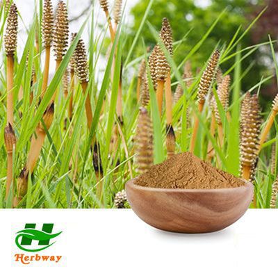 Horsetail Extract Powder 7% silica by Changsha Herbway