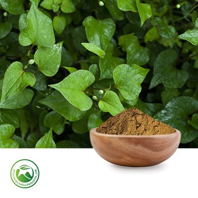 Houttuynia Cordata Extract 10:1 by Xi'an Herbs Valley