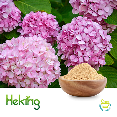 Hydrangea Extract 10:1 by Heking