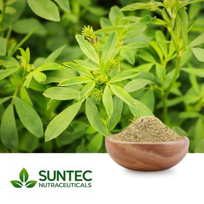 Alfalfa Extract 4:1 by Suntec Nutraceuticals