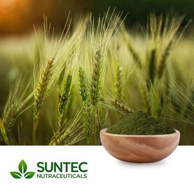 Barley Grass Powder by Suntec Nutraceuticals