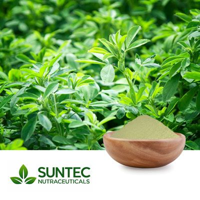 Alfalfa Juice Powder by Suntec Nutraceuticals