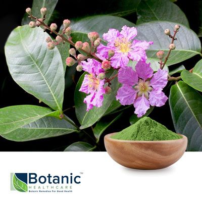 Banaba Leaf Extract 2% by Botanic Healthcare