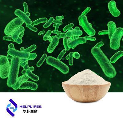 Bifidobacterium Longum Probiotic Powder (300B CFU/g) by Shanghai Helplifes Technology