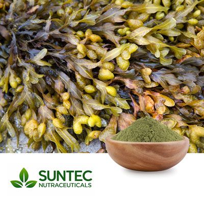 Bladderwrack Powder by Suntec Nutraceuticals