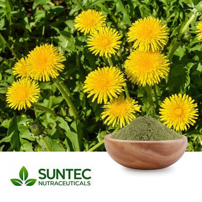 Dandelion Leaf Powder by Suntec Nutraceuticals