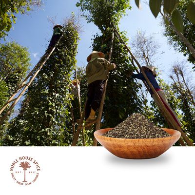 Black Pepper, Extra Coarse (9-12 Mesh) by Noble House Spice