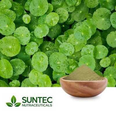 Gotu Kola Herb Powder by Suntec Nutraceuticals