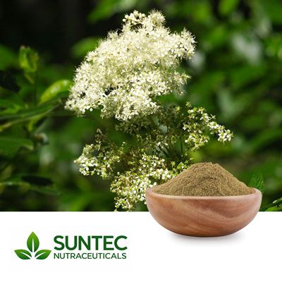 Meadowsweet Powder by Suntec Nutraceuticals