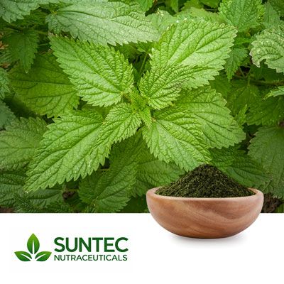 Nettle Leaf Powder by Suntec Nutraceuticals