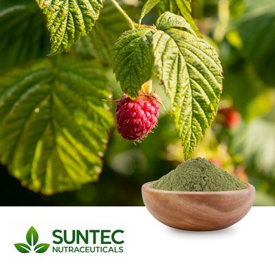 Raspberry Leaf Extract 10:1 by Suntec Nutraceuticals