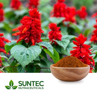 Red Sage Powder    by Suntec Nutraceuticals