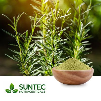 Rosemary Powder by Suntec Nutraceuticals