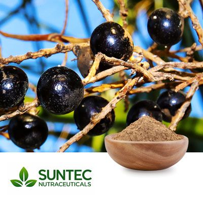 Saw Palmetto Berry Extract 25% Fatty Acid by Suntec Nutraceuticals