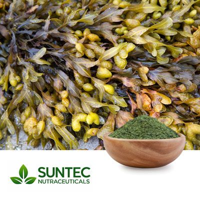 Seaweed Powder by Suntec Nutraceuticals